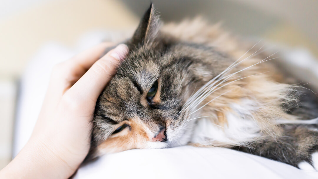 Best lungworm treatment for cats cheap
